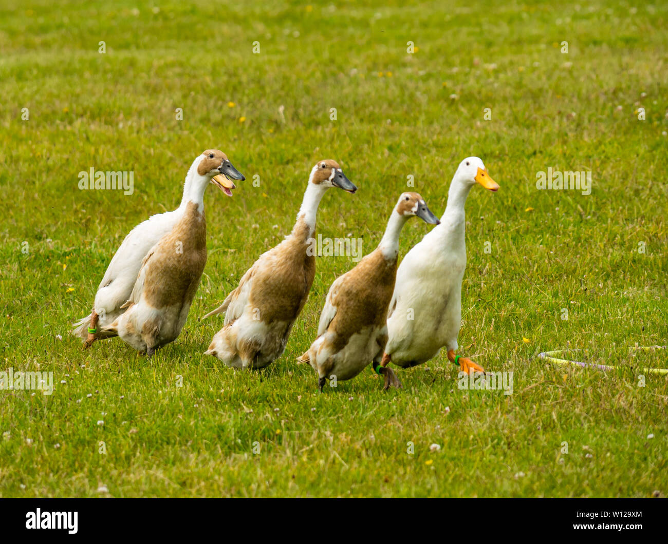 Indian running ducks hires stock photography and images Alamy
