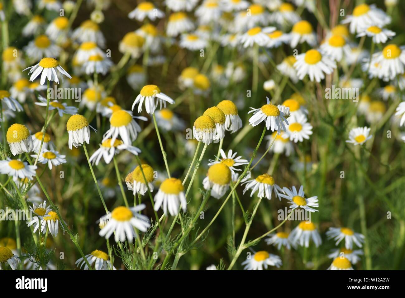 Dog chamomile in different Stages Stock Photo Alamy
