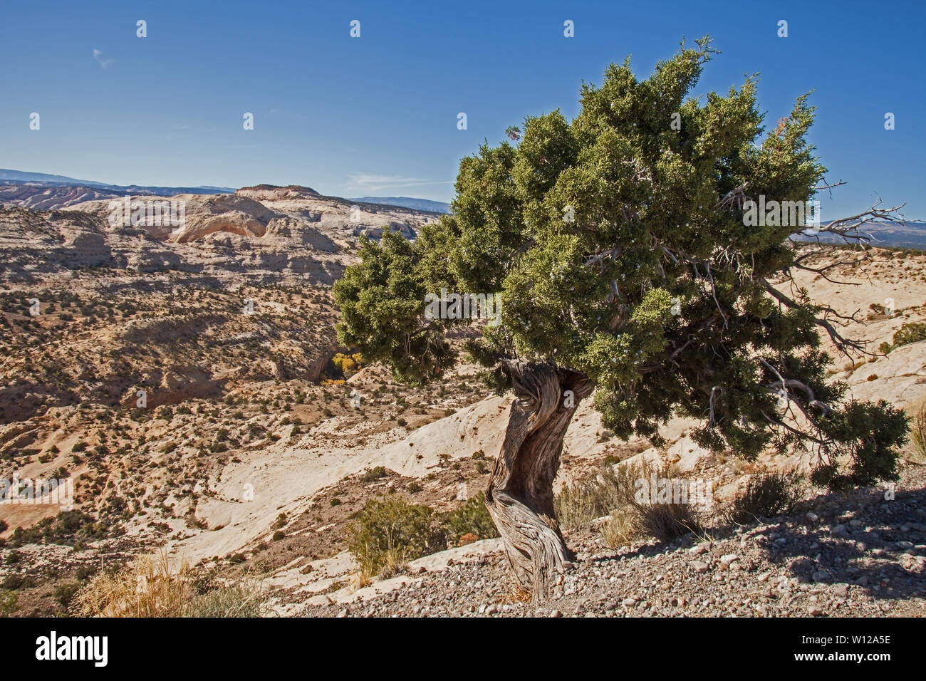 Utah Juniper 7 Stock Photo