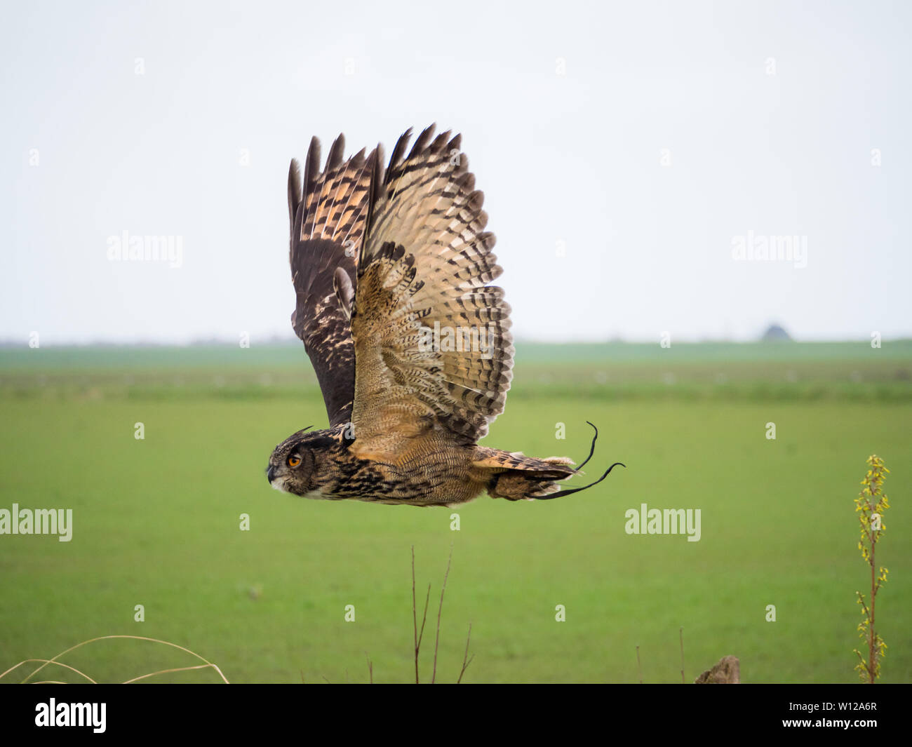 Eurasian Eagle Owl in flight over meadow Stock Photo