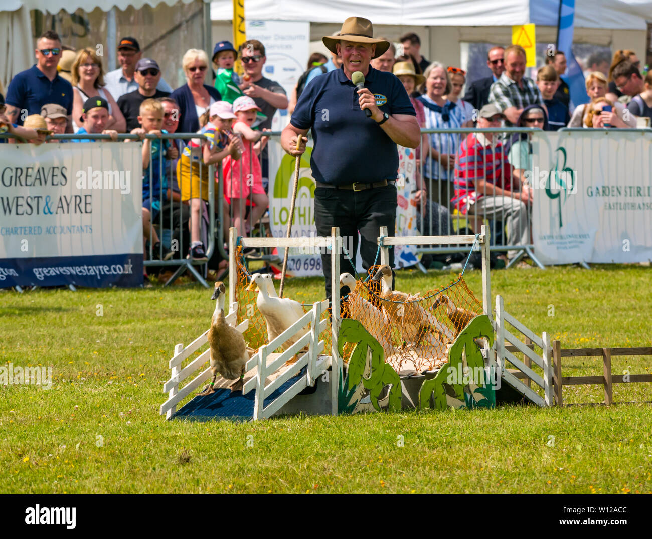 Indian running ducks hires stock photography and images Alamy