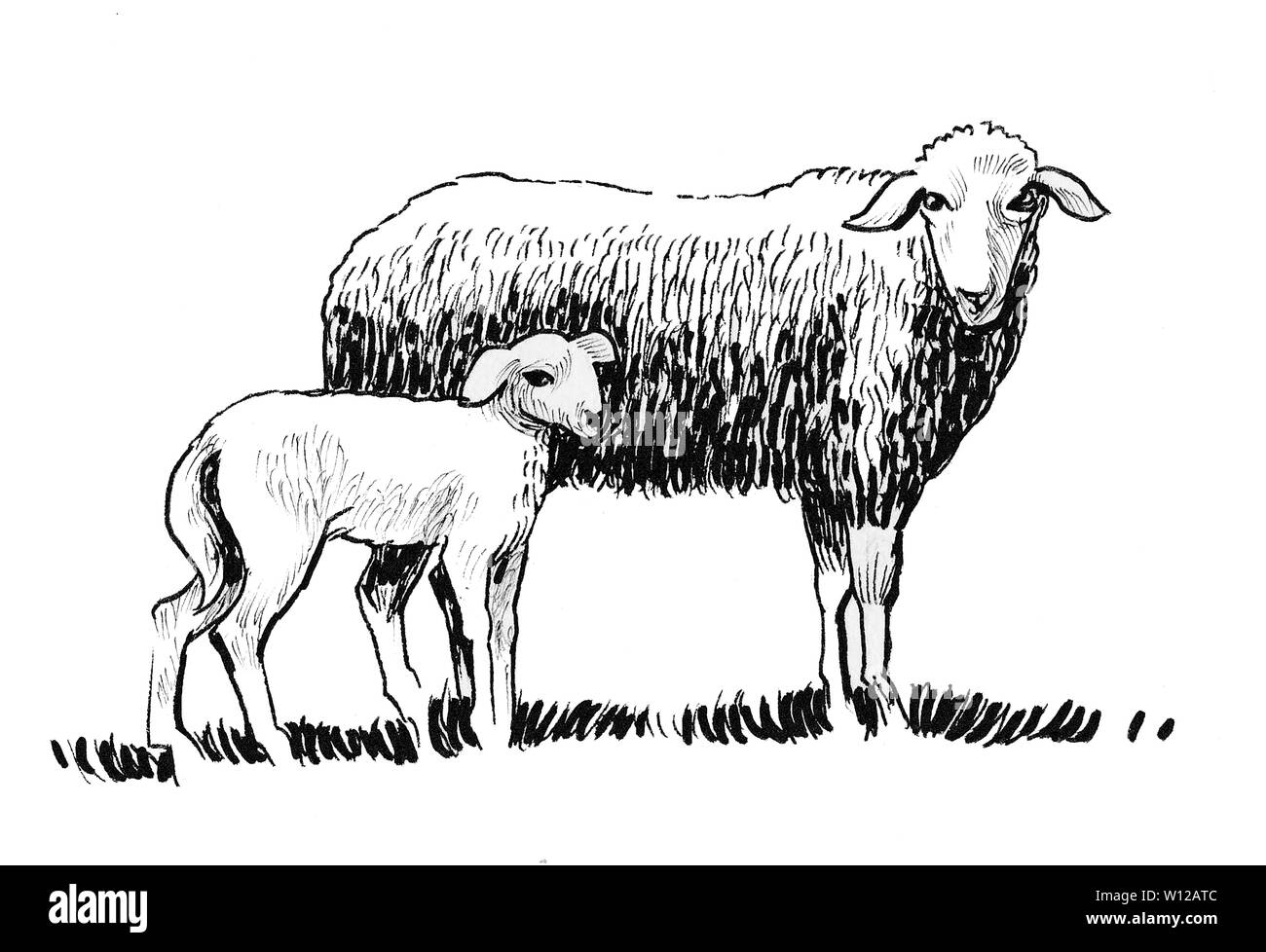 Grazing sheep with its baby. Ink black and white drawing Stock Photo