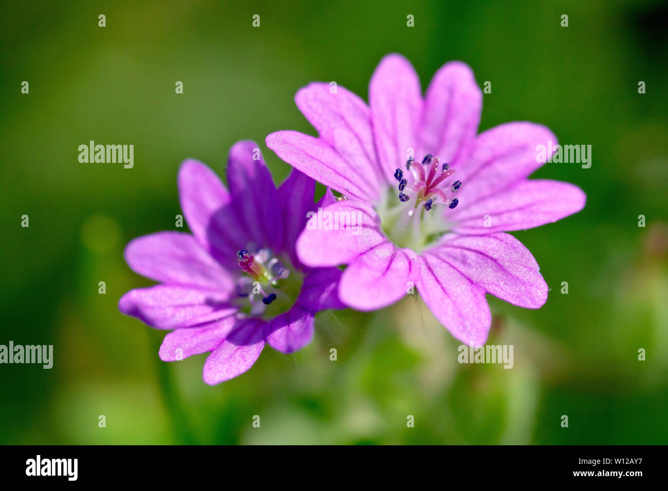The dovesfoot cranesbill or dovesfoot geranium hi-res stock photography ...