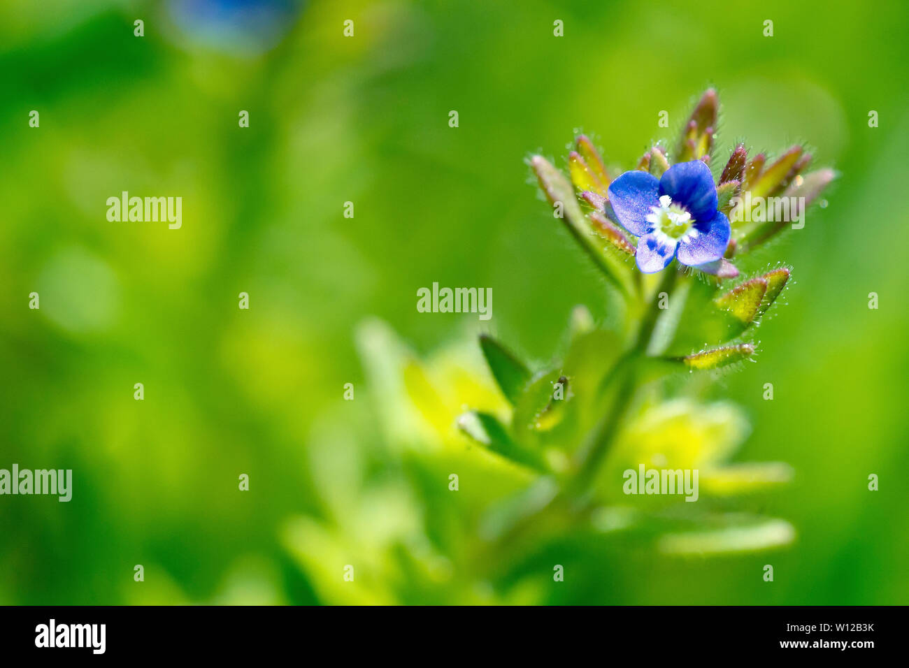 Wall Speedwell (veronica arvensis), close up of one of the tiny blue flowers of the plant. Stock Photo