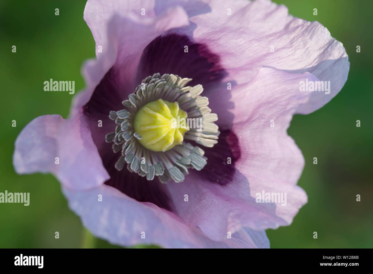Papaver somniferum poppy opium hi-res stock photography and images - Alamy