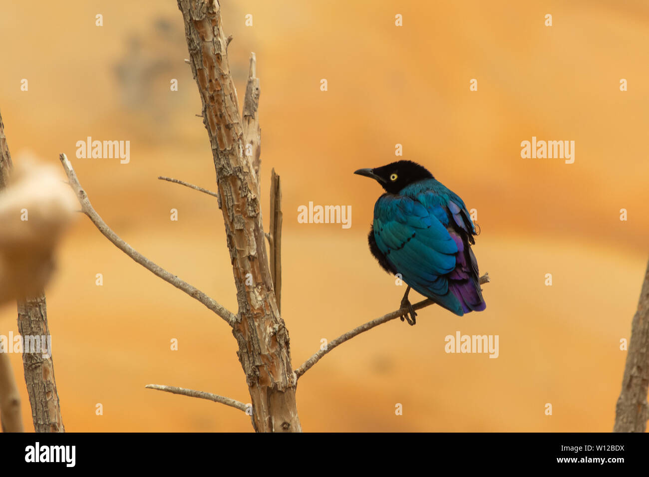 Asian glossy starling bird (Aplonis panayensis) perched on a dry branch with orange background. Stock Photo
