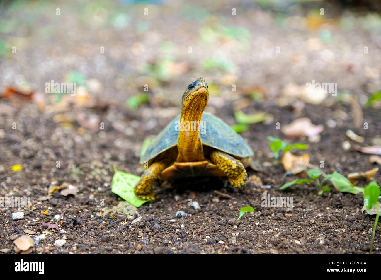 Cute Turtle Looking Up in Cozumel Mexico. Stock Photo