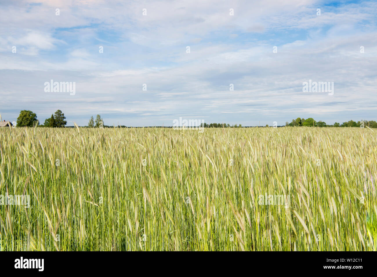 Rye Bran High Resolution Stock Photography and Images - Alamy