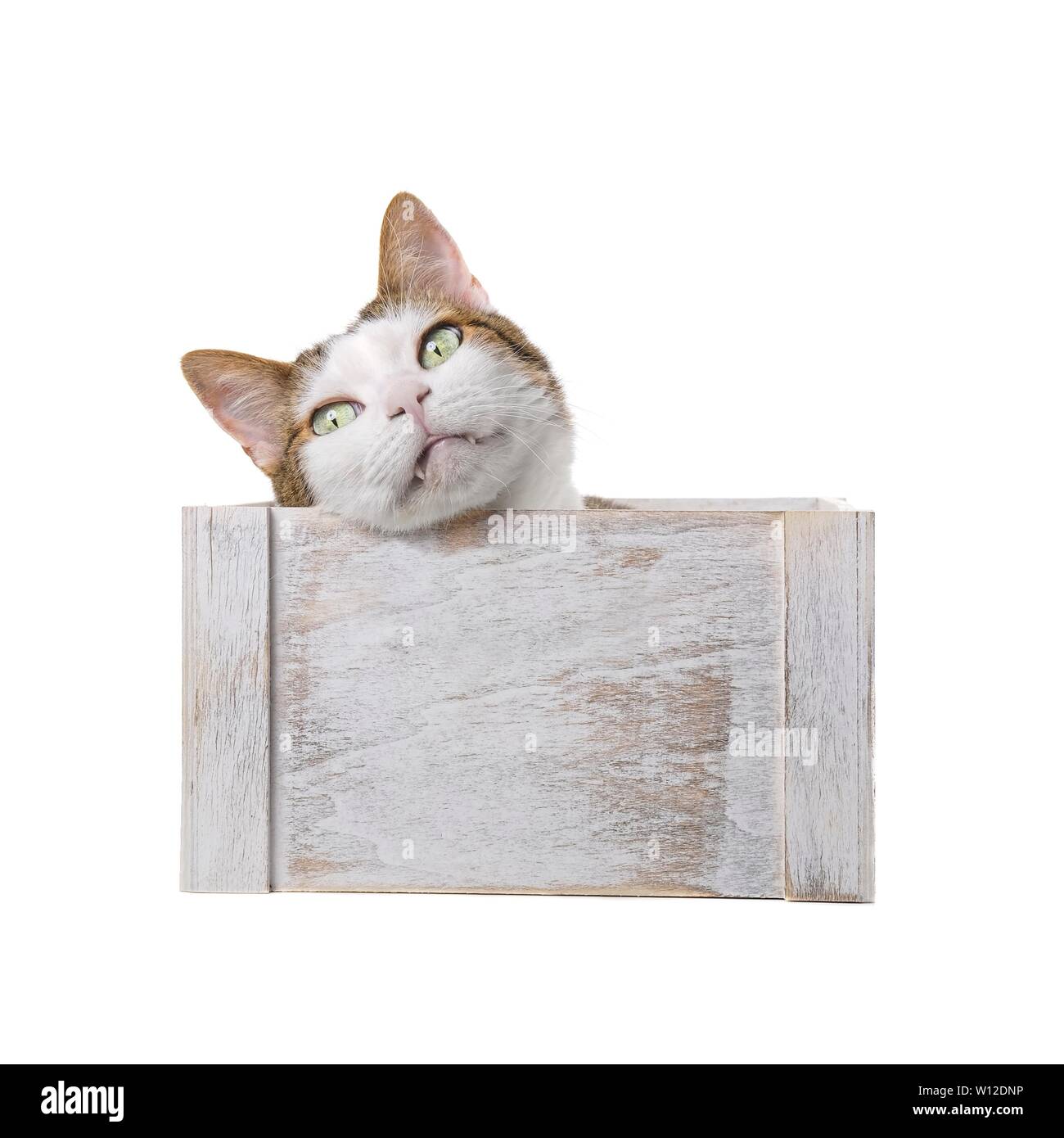 Cute tabby cat lying in a wooden box and looking curious away. Stock Photo