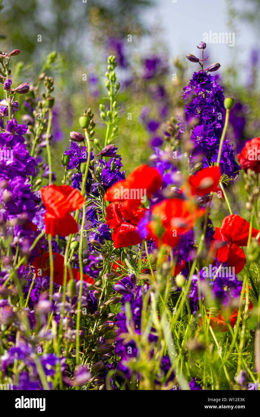 the confetti fields, wick, pershore Stock Photo Alamy
