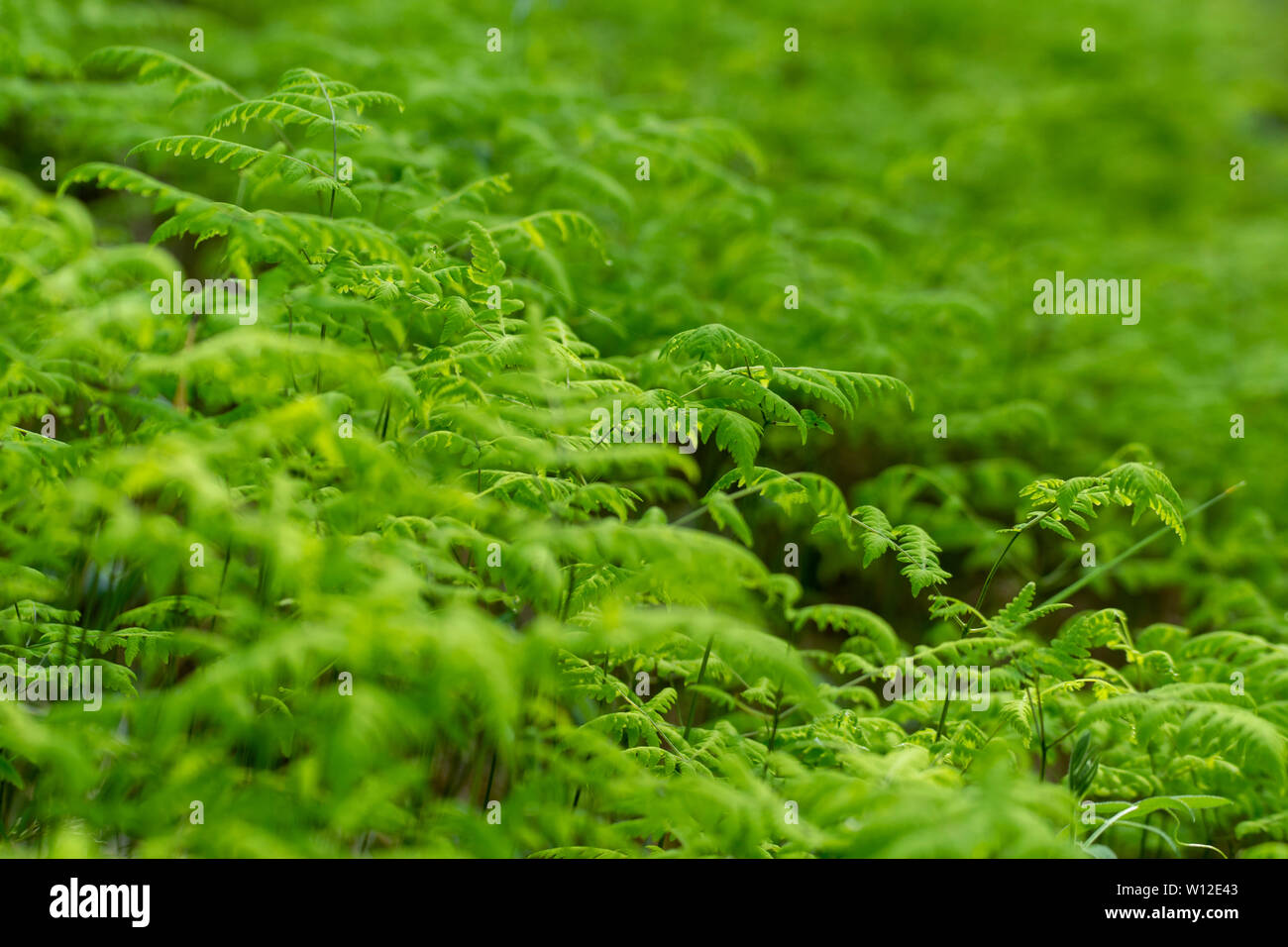Close up of Oak fern (Gymnocarpium dryopteris)  Picture from Northern Sweden. Stock Photo