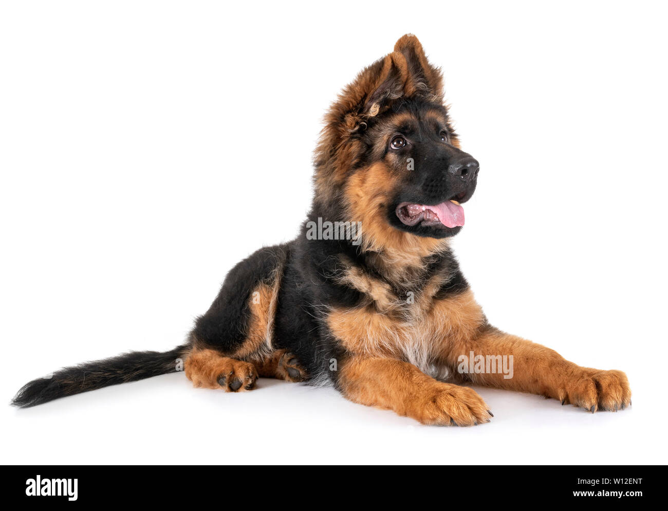 Long Hair German Shepherd Stock Photos Long Hair German Shepherd