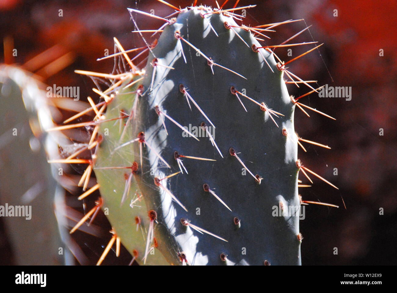 #bubble #spider #nature #desert #awesome Acrylic Print