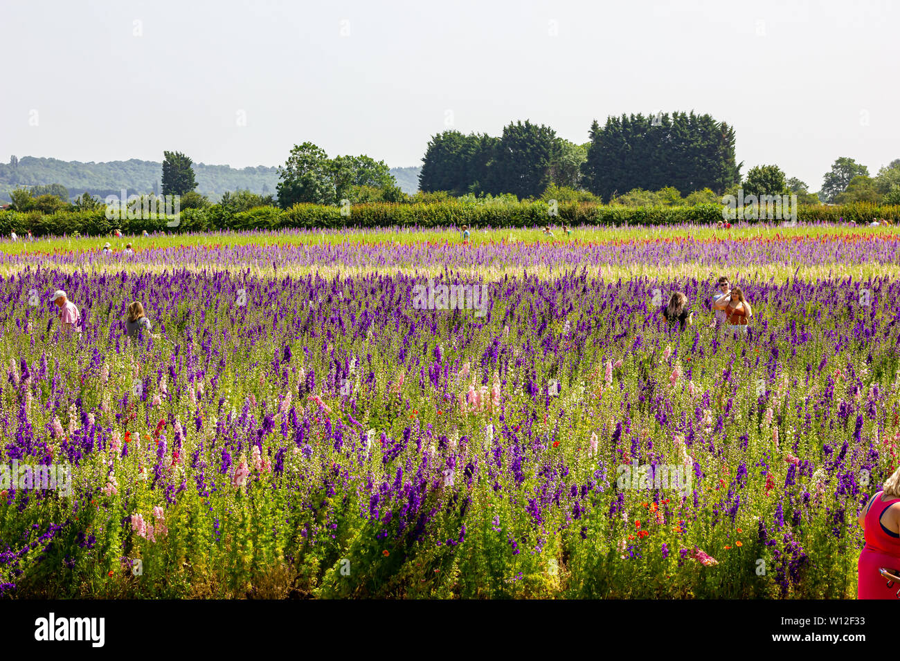the confetti fields, wick, pershore Stock Photo Alamy