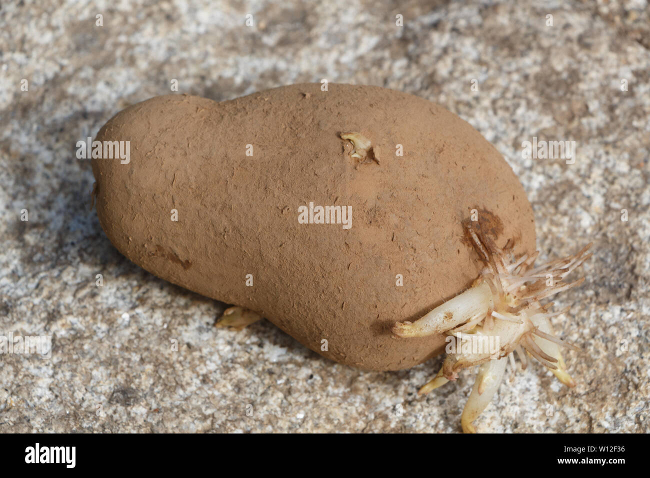 Germinated potato with small sprouts on stone background Stock Photo