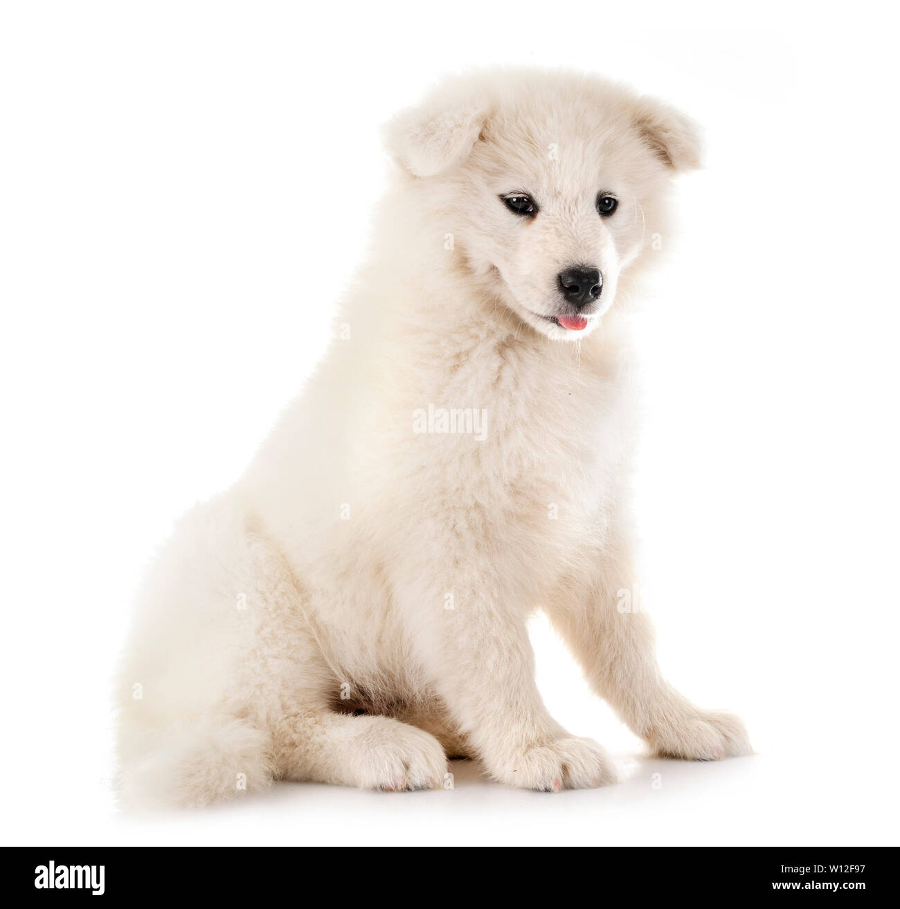 Samoyed Front puppy samoyed dog in front of white background Stock Photo - Alamy