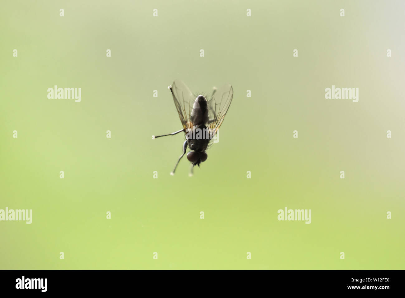 A macro shot of fly standing on glass window with green blurry background. Living house fly insect close-up. Stock Photo