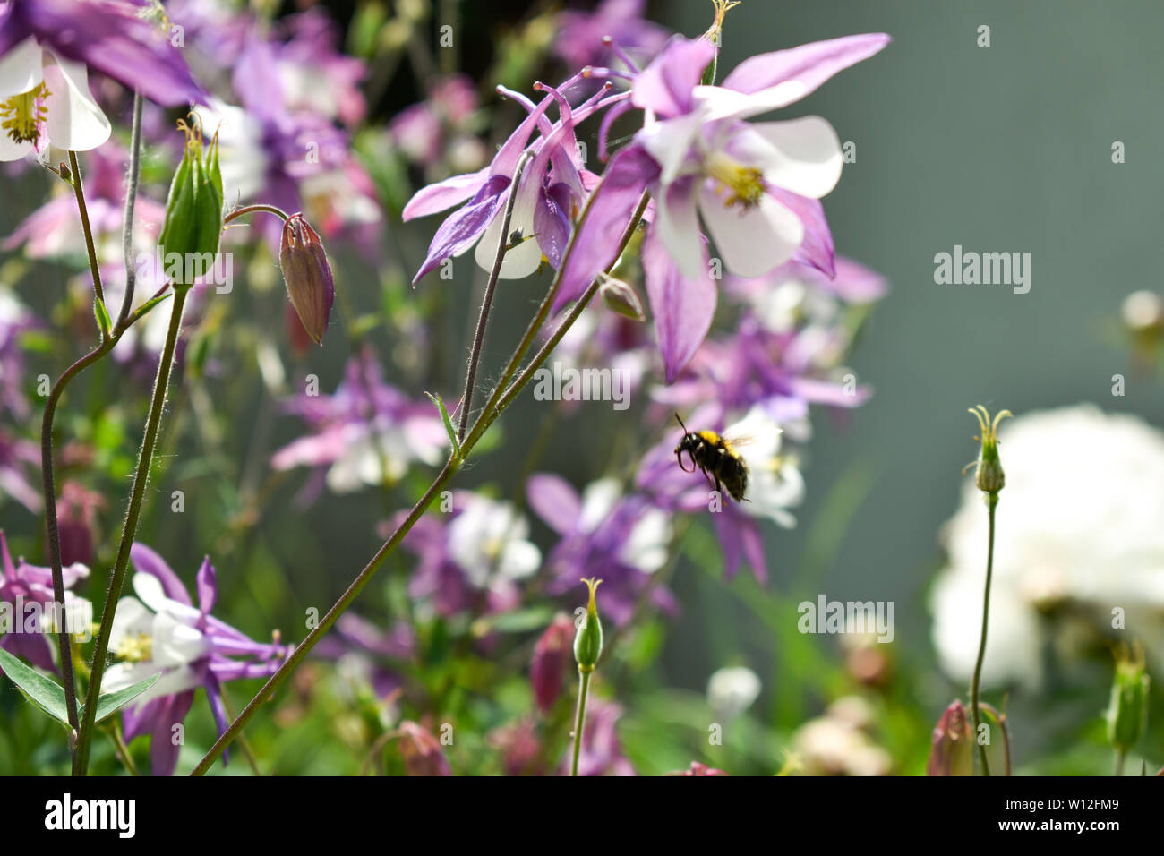 Beautiful purple garden flowers with flying bumblebee during spring