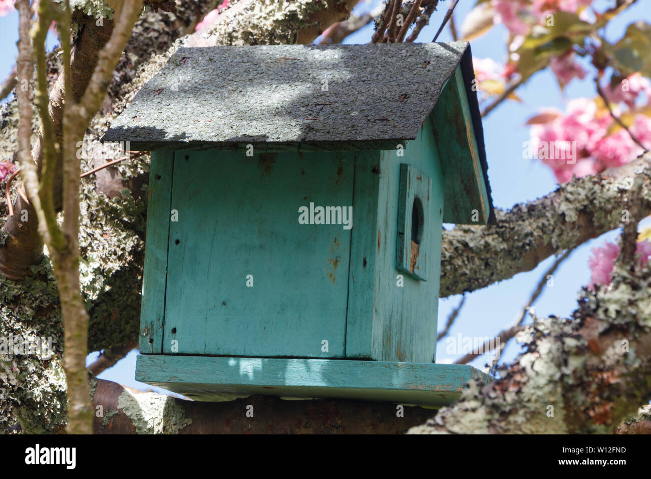 Green birdhouse in a japanese cherry tree Stock Photo
