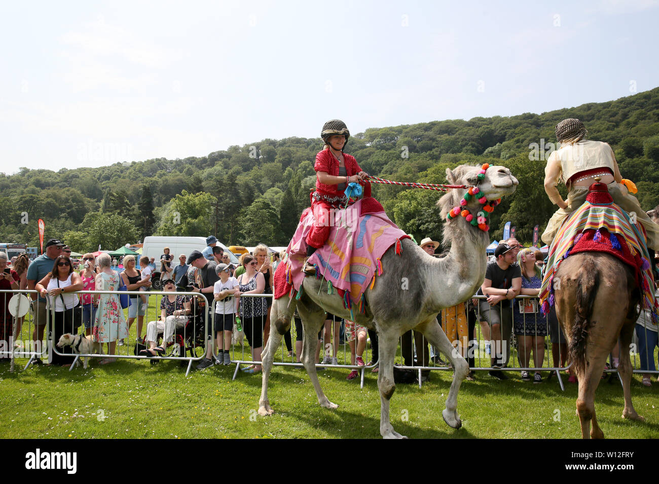 Todmorden, Yorkshire, UK. 29th June, 2019. Camel racing at Todmorden Game and Country Fair. Todmorden. Credit: Barbara Cook/Alamy Live News Stock Photo