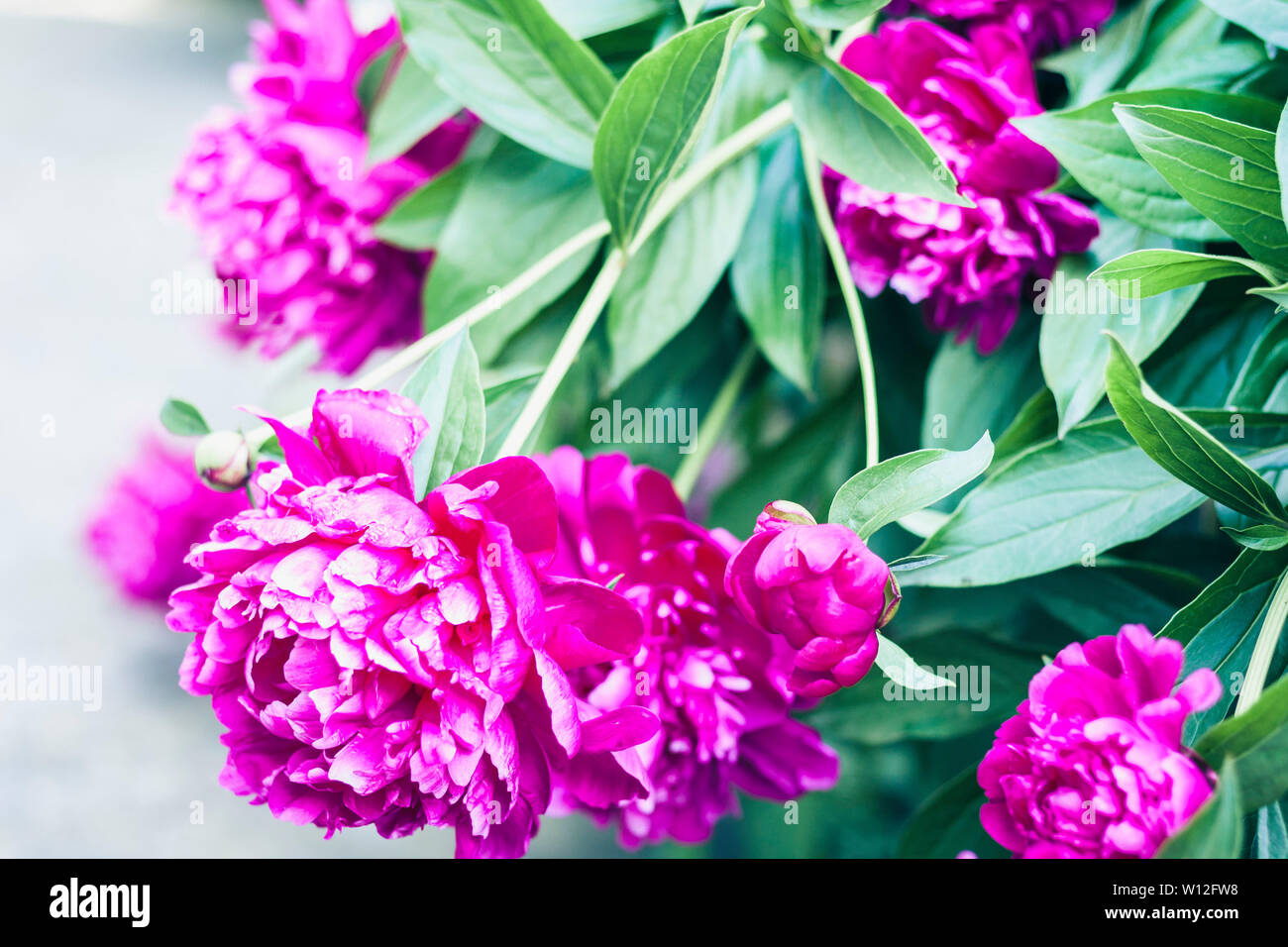 bush with flowers of pink peonies in the garden Stock Photo - Alamy