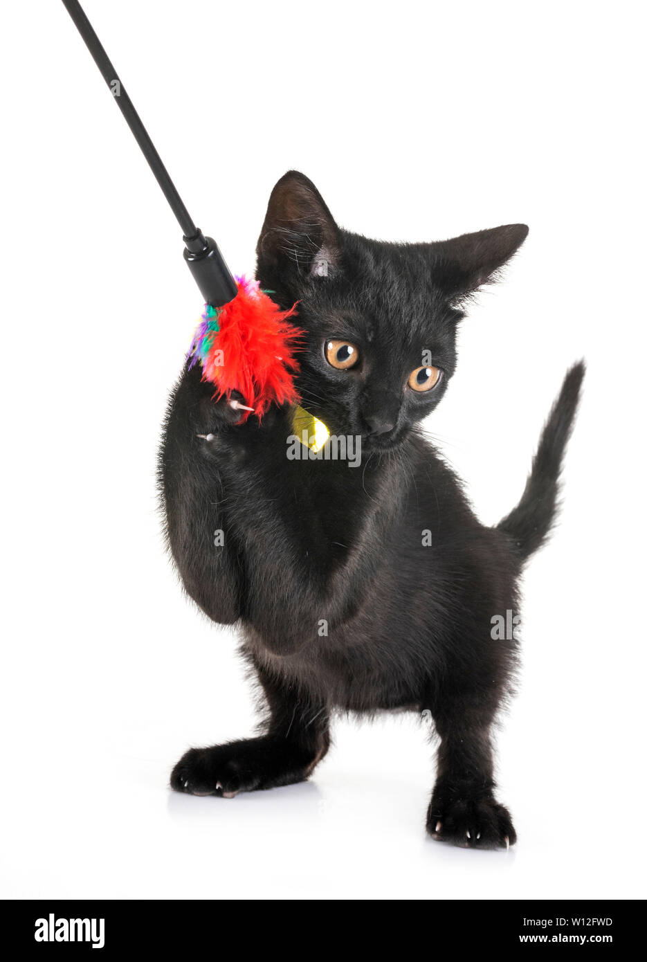 black kitten in front of white background Stock Photo - Alamy
