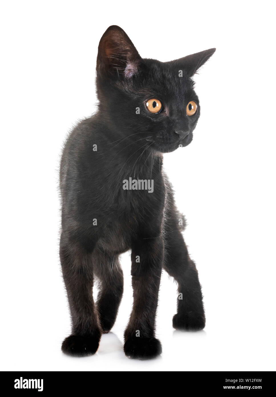 black kitten in front of white background Stock Photo - Alamy