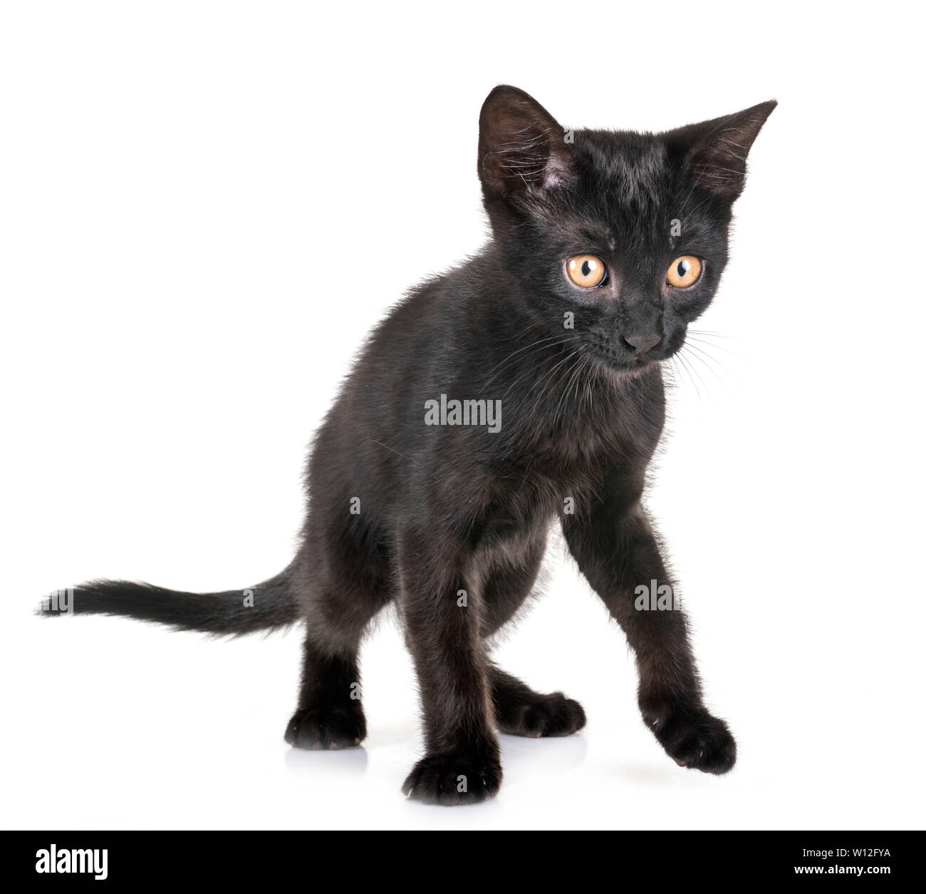 black kitten in front of white background Stock Photo - Alamy