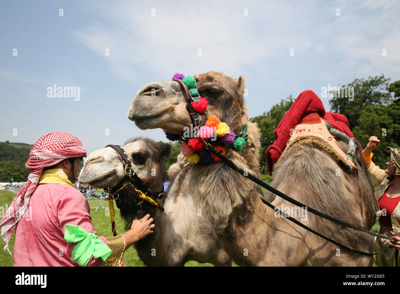 Todmorden, Yorkshire, UK. 29th June, 2019. Camel racing at Todmorden Game and Country Fair. Todmorden. Credit: Barbara Cook/Alamy Live News Stock Photo