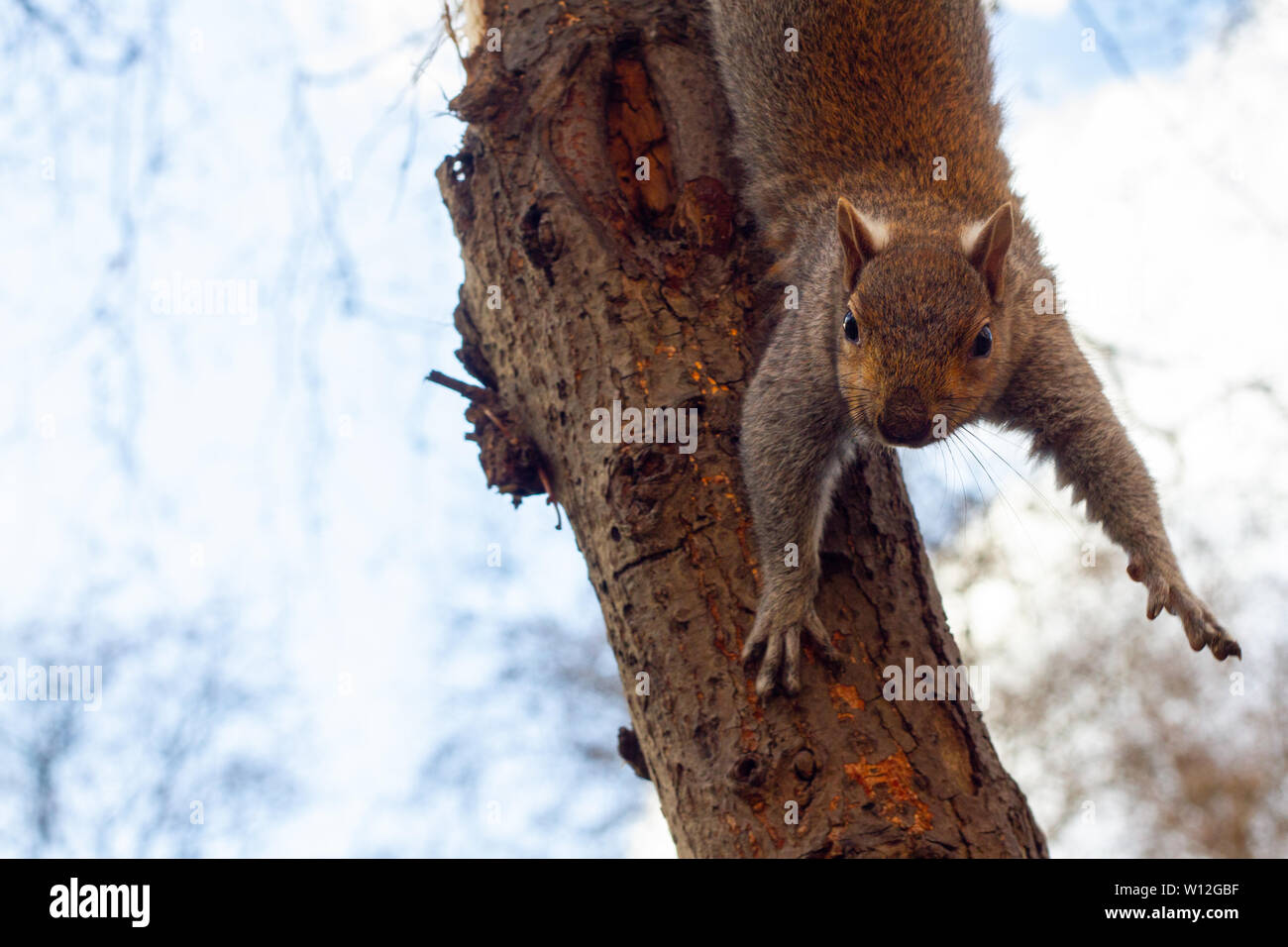 A surprised squirrel hanging upside down from a tree Stock Photo