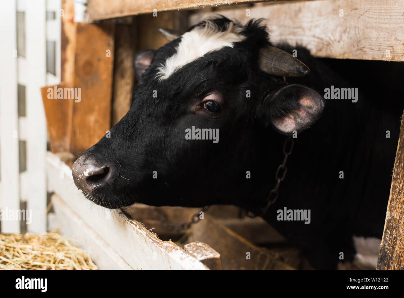 a cow with horns on a farm behind a wooden fence. Bull inside a farm. a cow with horns on a farm behind a wooden fence. Bull inside the farm. Close po Stock Photo