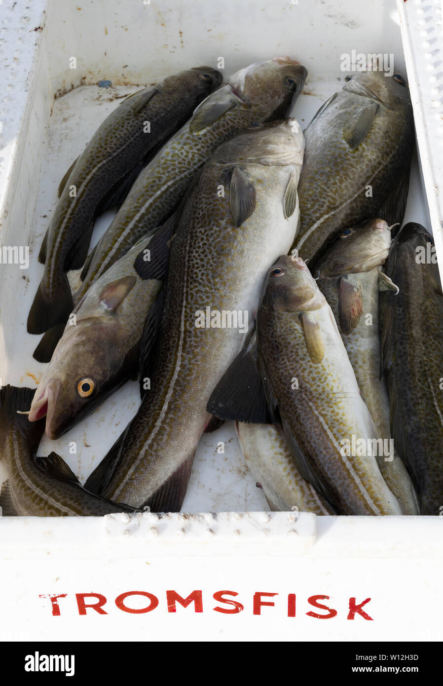 Sustainably harvested, line-caught cod from Norwegian Sea waters near Henningsvaer in the Lofoten Islands. Stock Photo