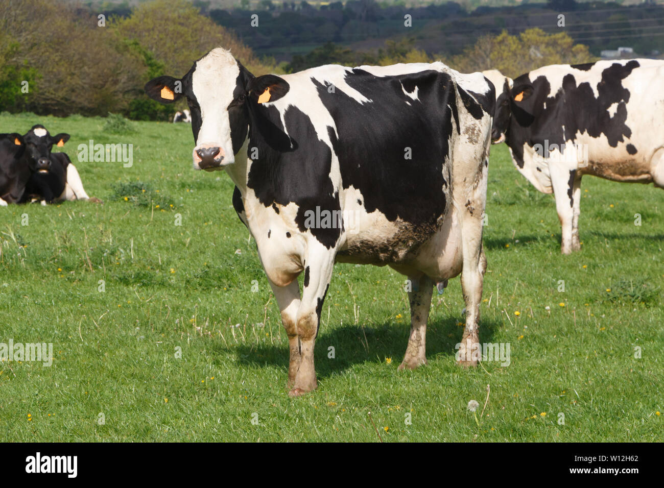 Holstein cows in the field of a farm in Brittany Stock Photo Alamy
