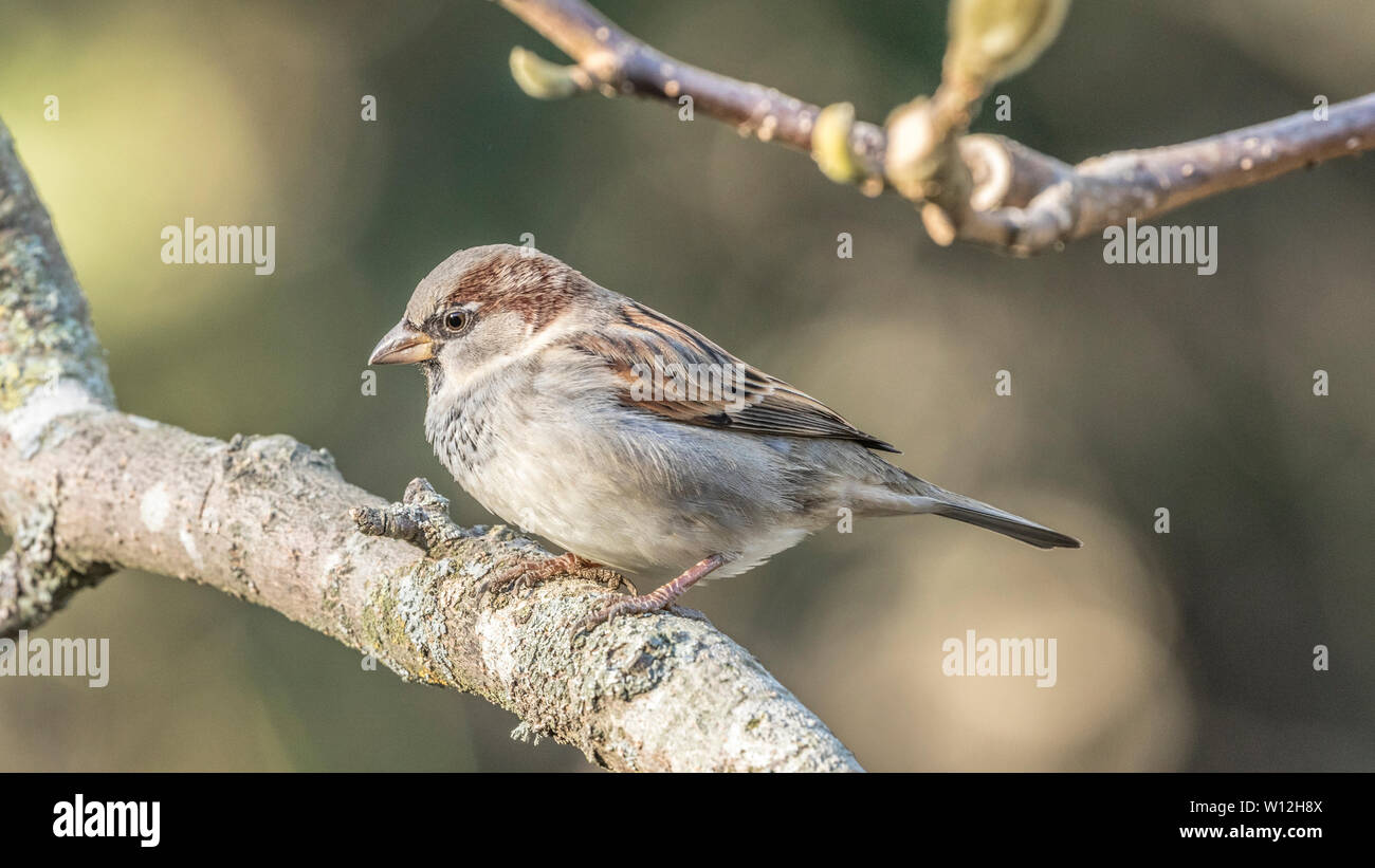 House Sparrow ( Passer domesticus ) vie with silvereyes in being the most abundant New Zealand bird, at least near human habitation Stock Photo