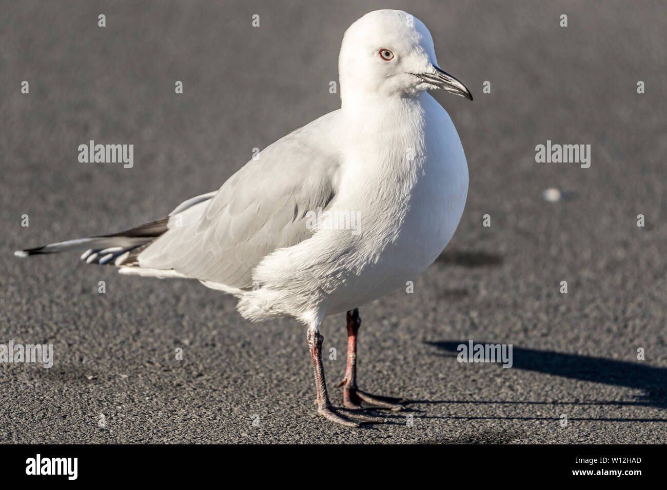 Black-billed gull ( Larus bulleri Hutton ) has the undesirable status of being the most threatened gull species in the world. Stock Photo