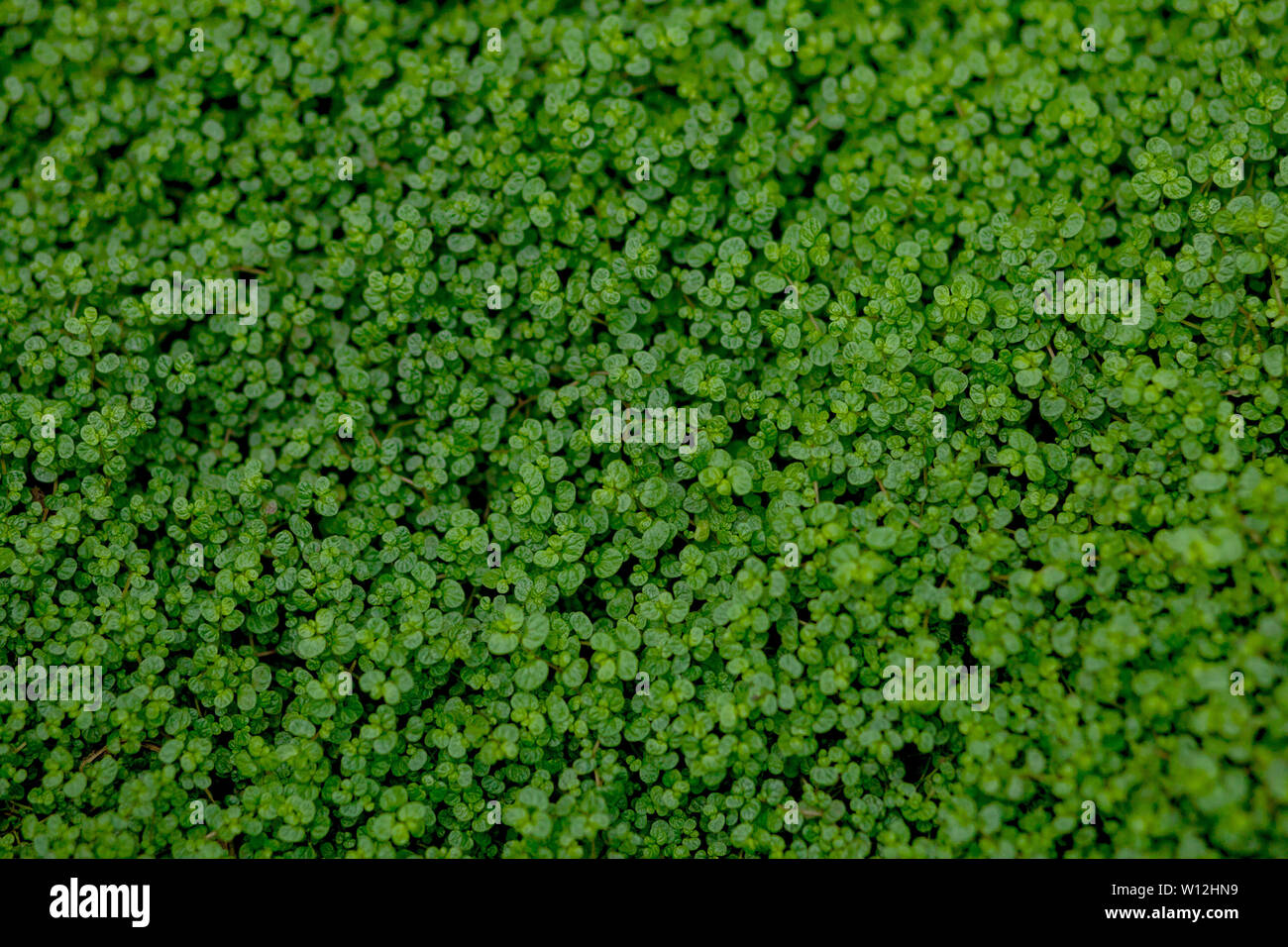 Full Frame Shot Of Ground Ivy, Textured background Stock Photo