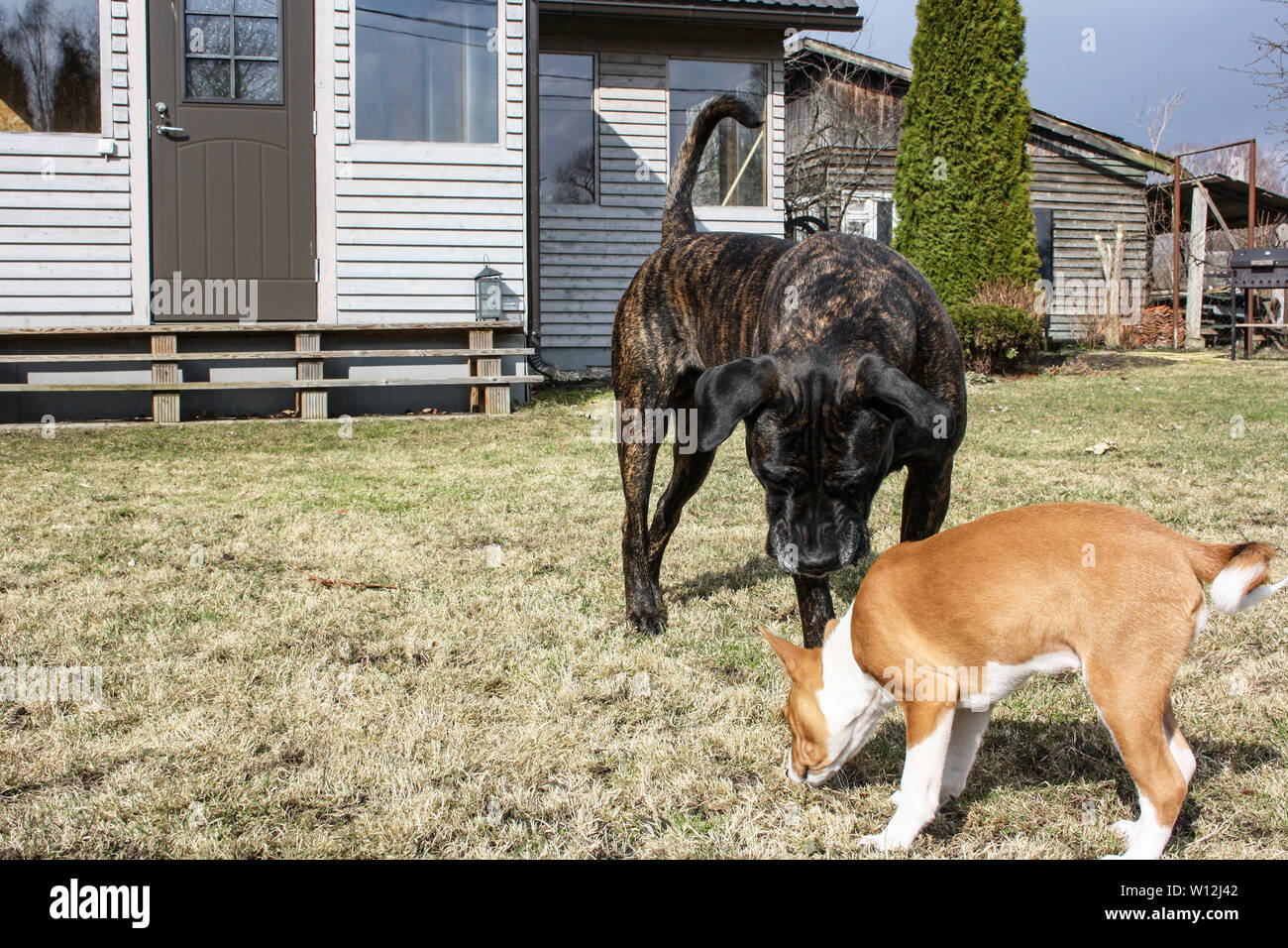 Basenji breed dog and Italian Cane Corso playing together in the woods in spring time Stock Photo