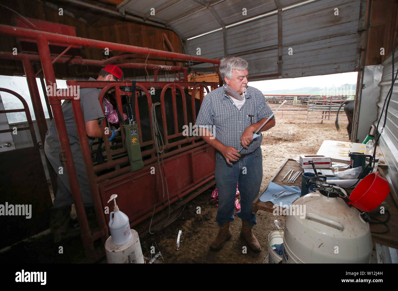 Atlantic, USA. 29th June, 2019. Bill Pellett's long-time business partner Phil Ham (R) prepares a syringe as his son Cody Ham carries out artificial insemination procedures for a cow on Bill Pellett's farm in Atlantic, Iowa, the United States, on June 20, 2019. Bill Pellett, a fifth-generation farmer in Atlantic, a small city in the U.S. Midwestern state of Iowa, has found a cost-effective way to raise better calves each year without purchasing new bulls -- artificial insemination (AI). Credit: Wang Ying/Xinhua/Alamy Live News Stock Photo