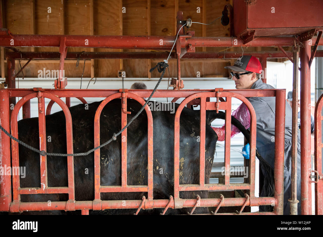 Atlantic, USA. 29th June, 2019. Cody Ham, Bill Pellett's long-time business partner Phil Ham's son, carries out artificial insemination procedures on Bill Pellett's farm in Atlantic, Iowa, the United States, on June 20, 2019. Bill Pellett, a fifth-generation farmer in Atlantic, a small city in the U.S. Midwestern state of Iowa, has found a cost-effective way to raise better calves each year without purchasing new bulls -- artificial insemination (AI). Credit: Wang Ying/Xinhua/Alamy Live News Stock Photo