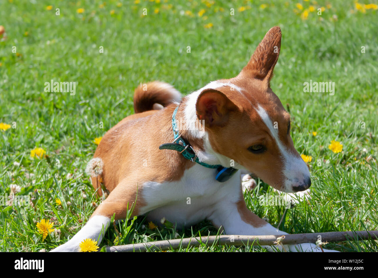 can a basenji live in central african republic