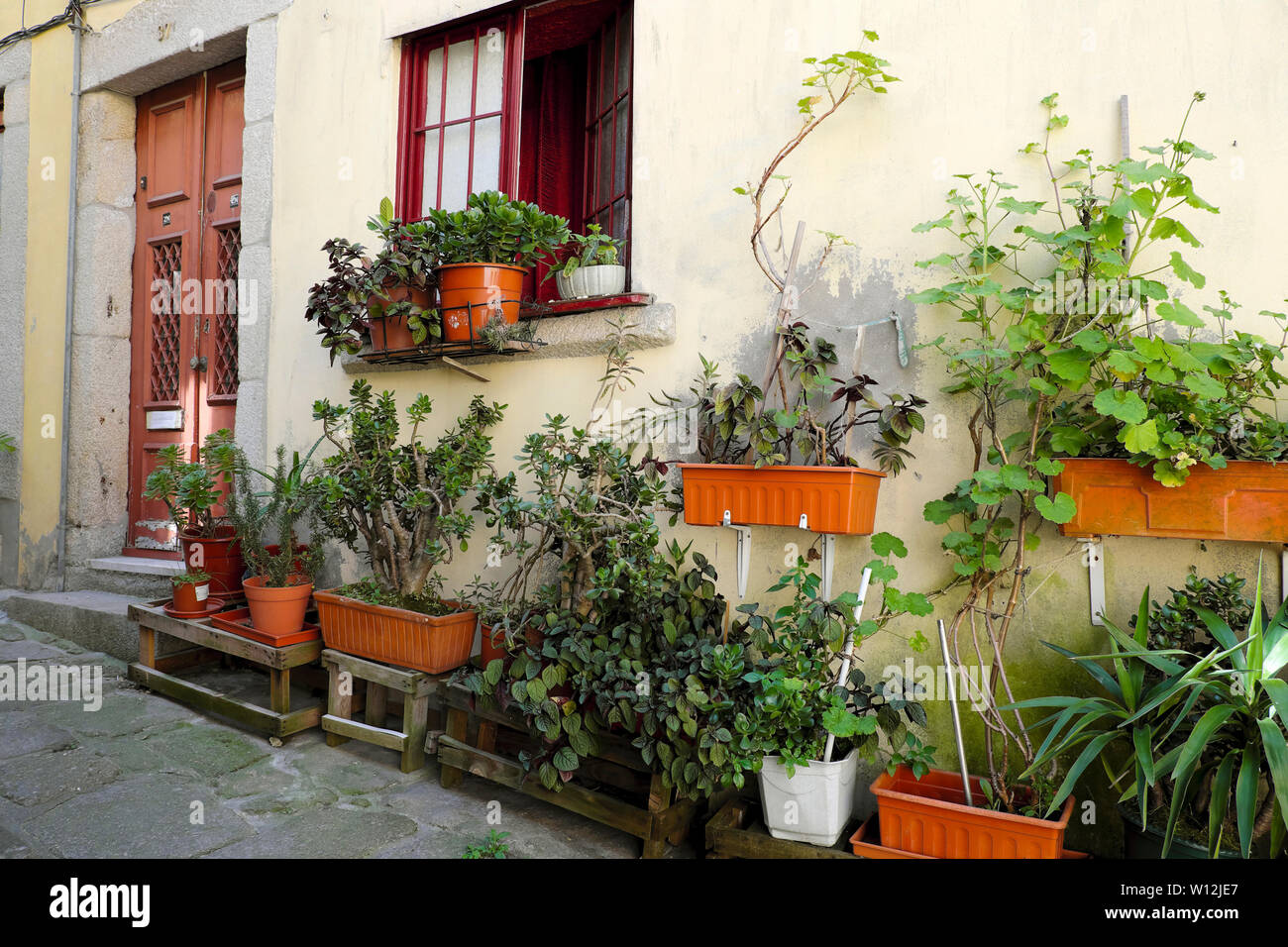 Garden pots growing in a shady area outside the doors and window of a house in a narrow alley near Se Cathedral in Porto Portugal Europe  KATHY DEWITT Stock Photo