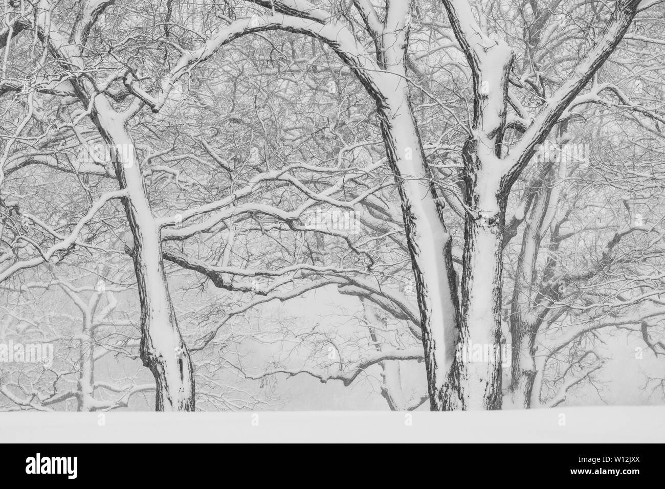 April Snowstorm, Woodland, USA, by Dominique Braud/Dembinsky Photo Assoc Stock Photo