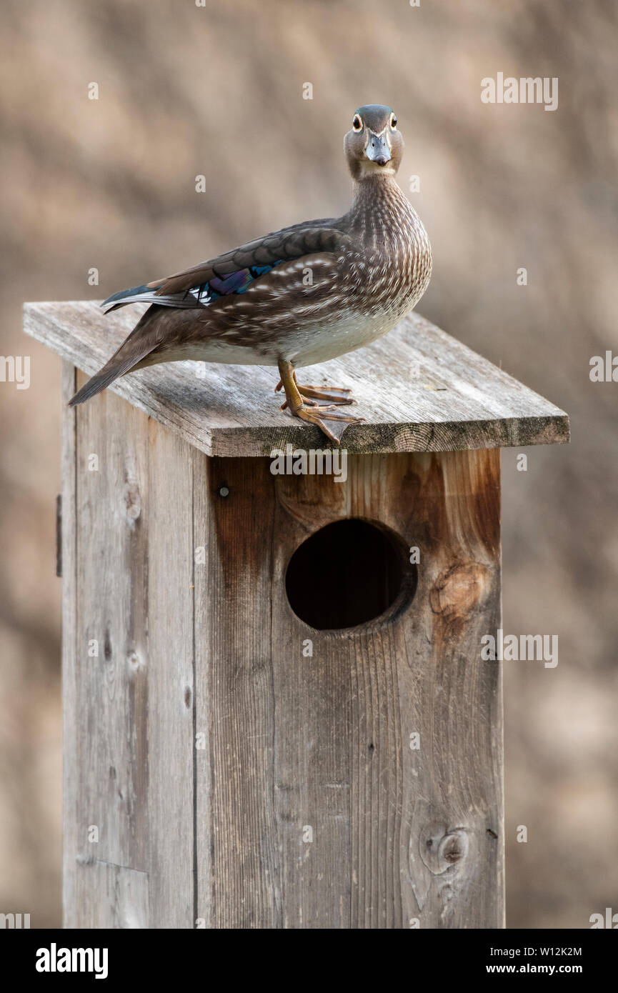 Wood Ducks (Aix sponsa) and Wood Duck nesting box, E North America, by Dominique Braud/Dembinsky Photo Assoc Stock Photo