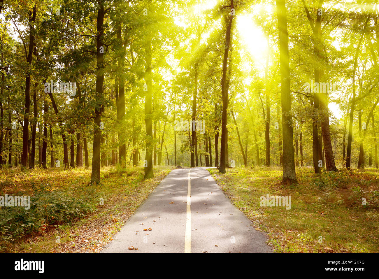 Summer park environment hi-res stock photography and images - Alamy