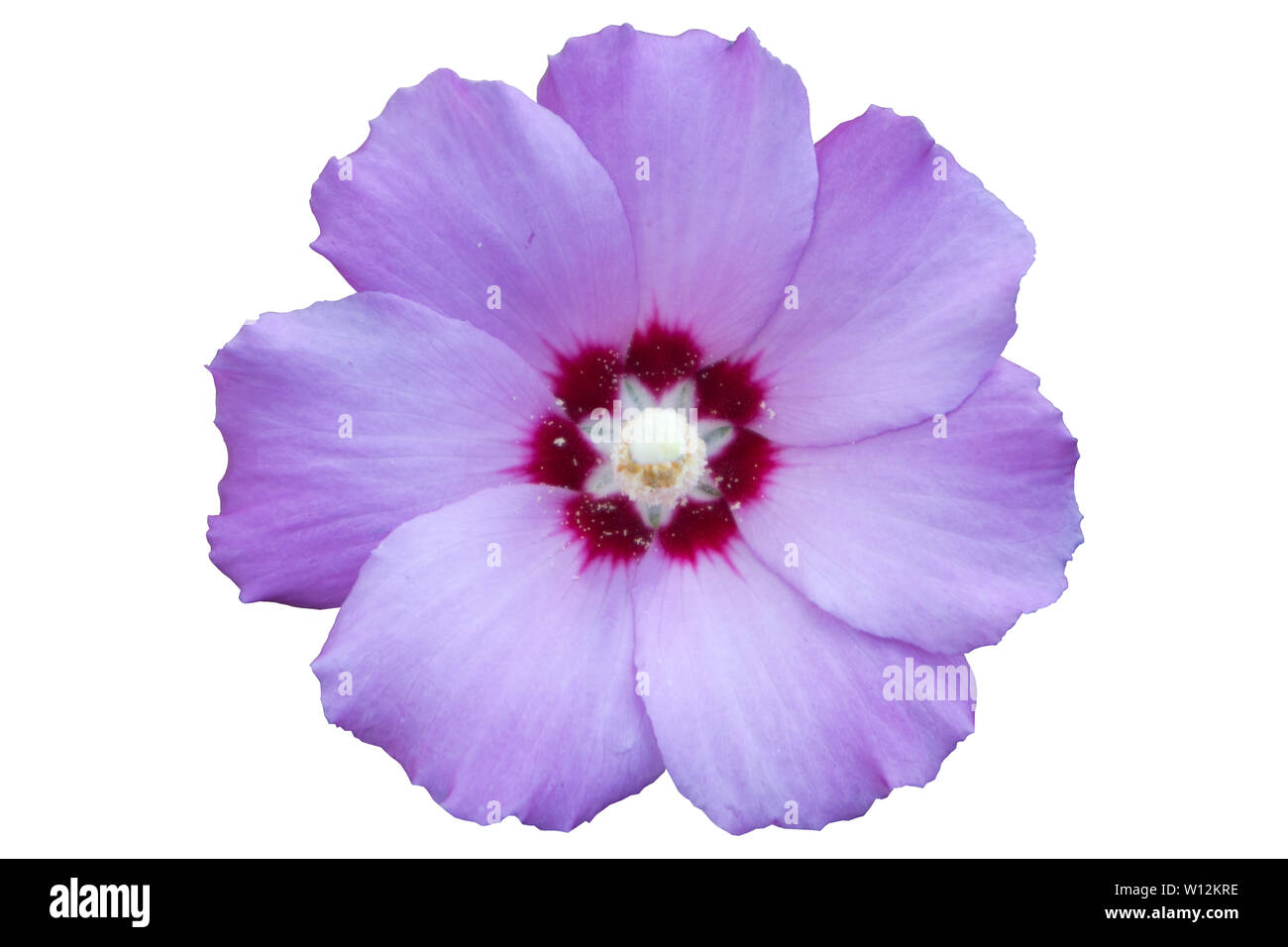 Syrian ketmia pale violet with deep red centre rose of Sharon 'Hamabo' flower isolated on white. Stock Photo