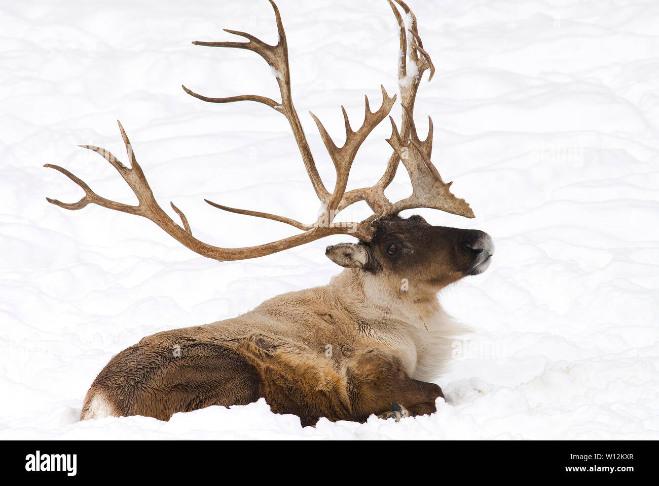 Woodland Caribou (Rangifer tarandus) Winter, North America, by Dominique Braud/Dembinsky Photo Assoc Stock Photo