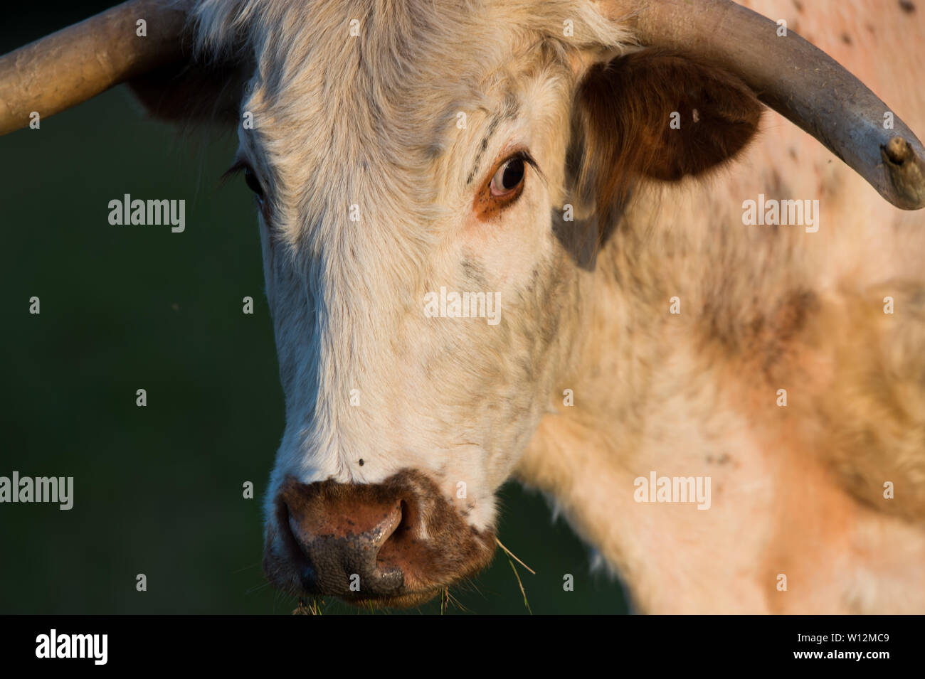 English Longhorn cow in Panshanger Park, Hertford, UK Stock Photo