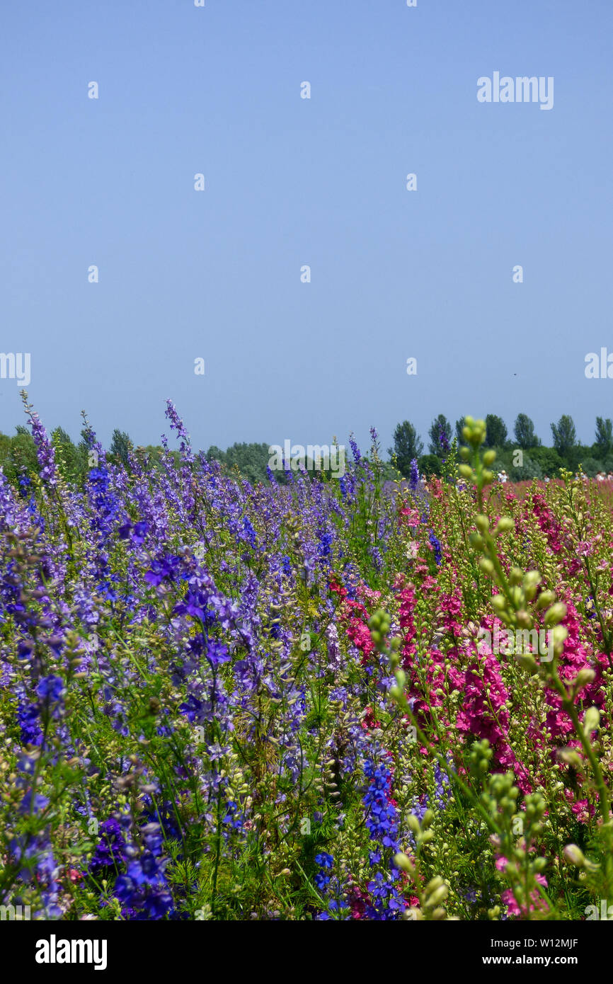 the confetti fields, wick, pershore Stock Photo Alamy