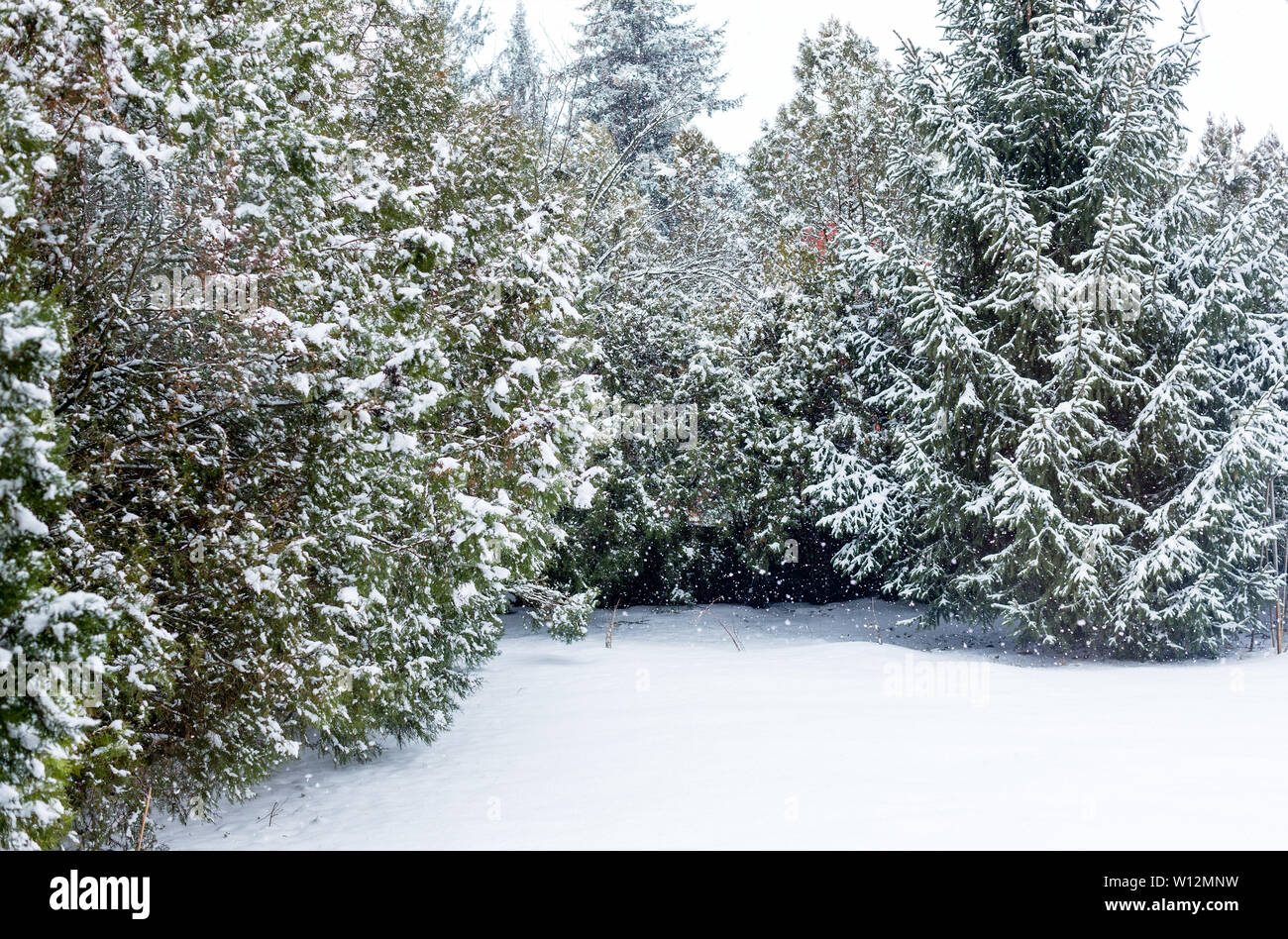 Evergreen thuja, spruce and whole house yard covered with fluffy white snow. It is snowing on winter day Stock Photo