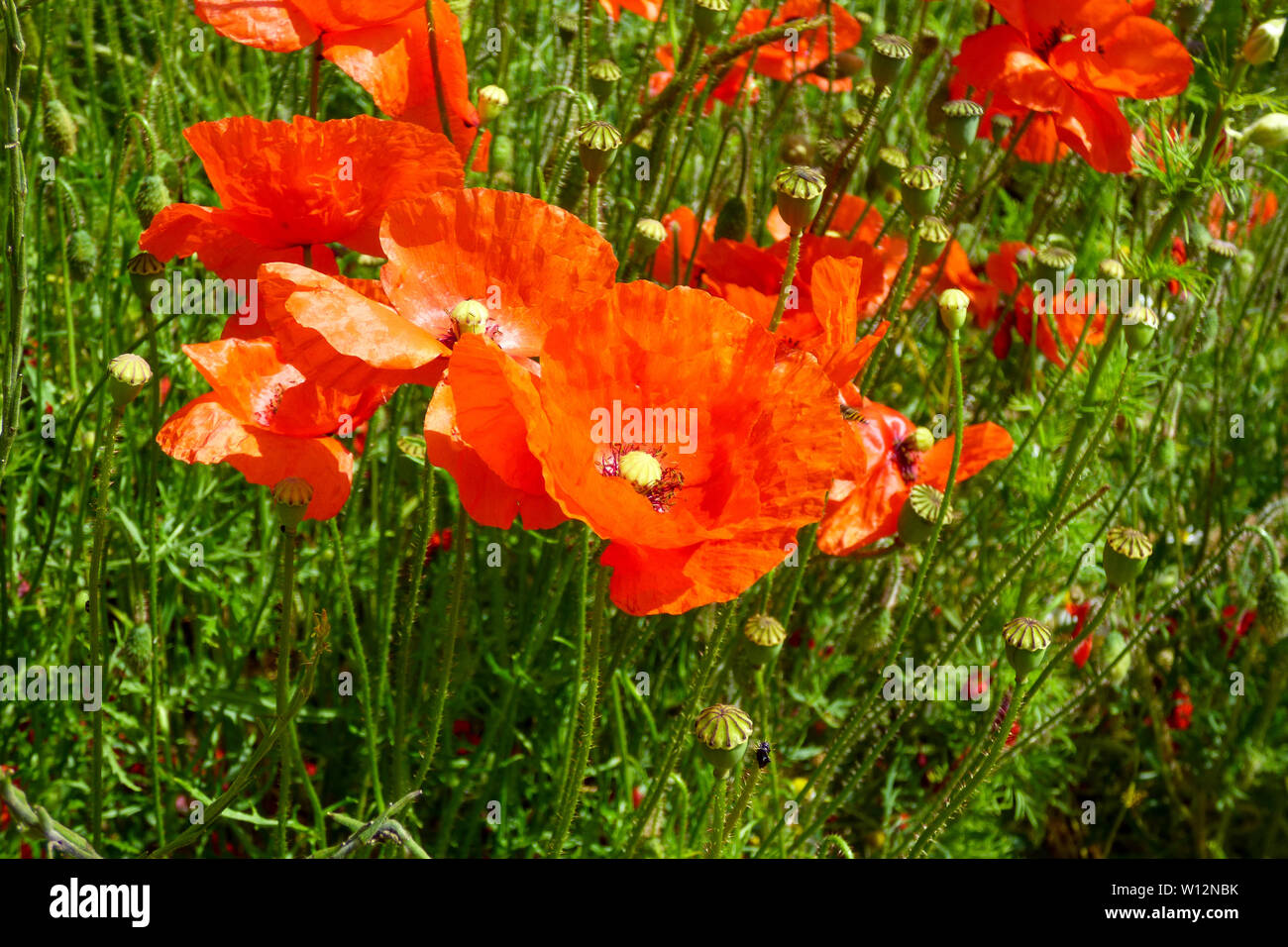 the confetti fields, wick, pershore Stock Photo Alamy
